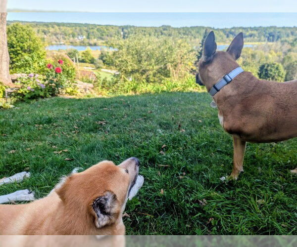 Medium Photo #18 German Shepherd Dog-Saluki Mix Puppy For Sale in Sebec, ME, USA