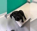 Small #2 Border Collie Mix