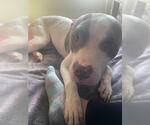 Small #1 American Pit Bull Terrier Mix