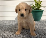 Small #4 Golden Retriever