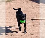Small #3 Pug Mix