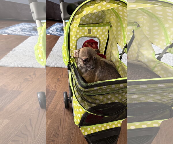 Medium Photo #7 Chihuahua Puppy For Sale in Holly Springs, NC, USA