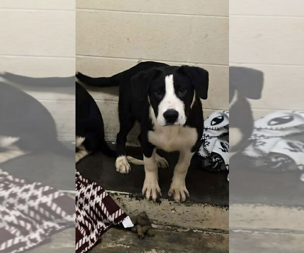 Medium Photo #3 Borador Puppy For Sale in Aurora, IN, USA