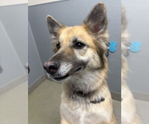 Gerberian Shepsky Dogs for adoption in Las Vegas, NV, USA