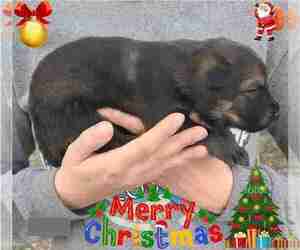 German Shepherd Dog Litter for sale in KANSAS CITY, MO, USA