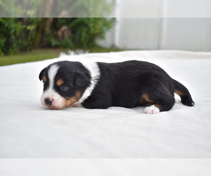 Miniature Australian Shepherd Puppy for sale in PALM COAST, FL, USA