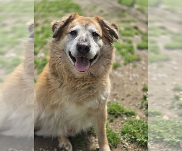 Medium Photo #2 Australian Shepherd-Unknown Mix Puppy For Sale in Crandall, GA, USA