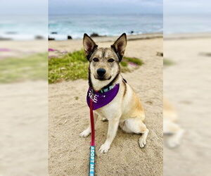 German Shepherd Dog Dogs for adoption in Salinas, CA, USA