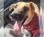 Small #1 Mastiff Mix