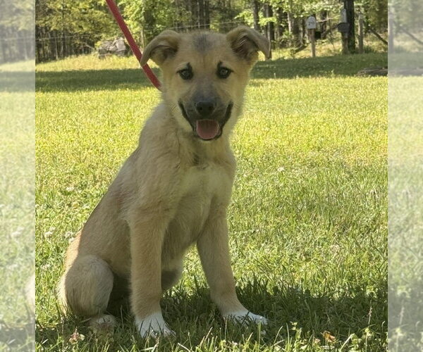 Medium Photo #3 Great Pyrenees Puppy For Sale in Yardley, PA, USA