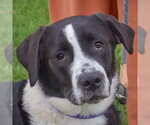 Small #5 Border-Aussie