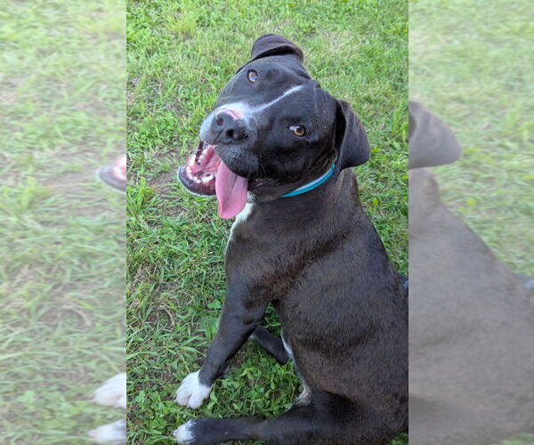 Medium Photo #3 American Pit Bull Terrier Puppy For Sale in Bolivar, MO, USA