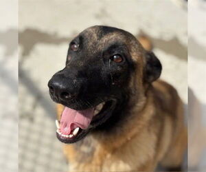 Mutt Dogs for adoption in Tulsa, OK, USA