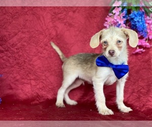 Shih Tzu-YorkiePoo Mix Puppy for sale in LANCASTER, PA, USA