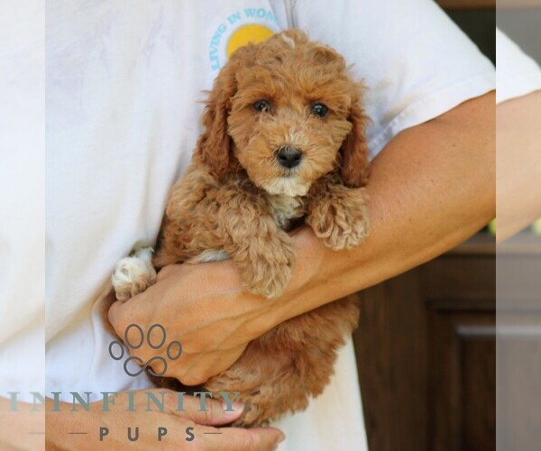 Medium Photo #3 Goldendoodle (Miniature) Puppy For Sale in NARVON, PA, USA