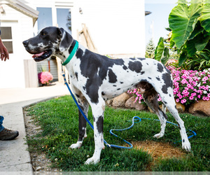 Father of the Great Dane puppies born on 03/18/2026