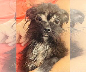 Mutt Dogs for adoption in Germantown, OH, USA