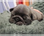 Small #10 Pug