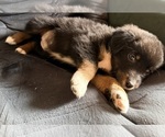 Small #2 Aussiedoodle