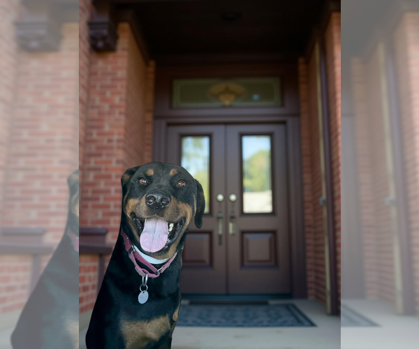 Medium Photo #3 Rottweiler Puppy For Sale in Gilbert, AZ, USA