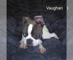 Small #4 Boston Terrier