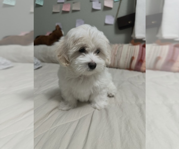 Medium Photo #1 Maltese Puppy For Sale in ONTARIO, CA, USA