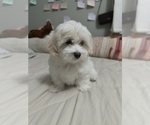 Puppy 1 Maltese