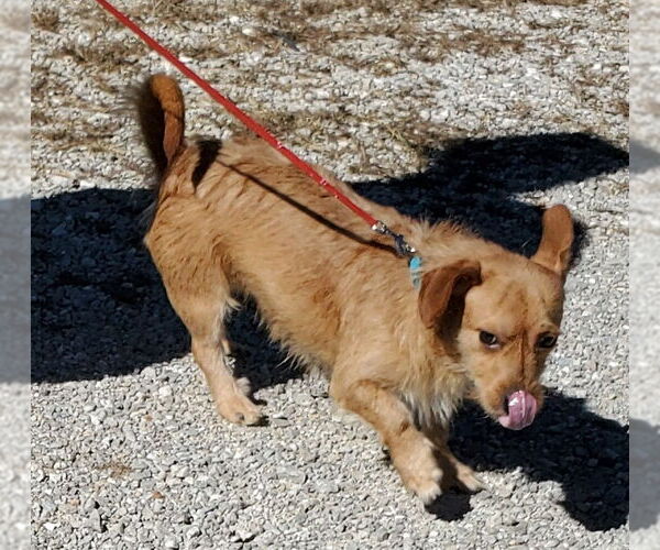 Medium Photo #4 Dachshund-Unknown Mix Puppy For Sale in Mountain View, MO, USA