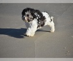 Small Photo #3 Havanese-Maltipoo Mix Puppy For Sale in SAN DIEGO, CA, USA