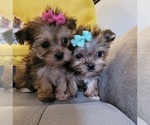 Small Photo #5 Morkie Puppy For Sale in OTTAWA, OH, USA