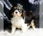 Small Photo #4 Cavalier King Charles Spaniel Puppy For Sale in WARSAW, IN, USA