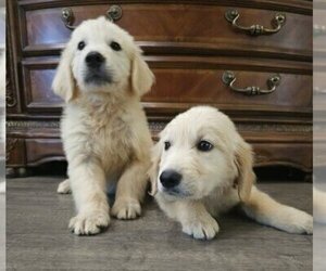 Golden Retriever Puppy for sale in SACRAMENTO, CA, USA