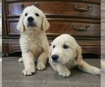 Small Golden Retriever