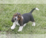 Puppy FAY Basset Hound