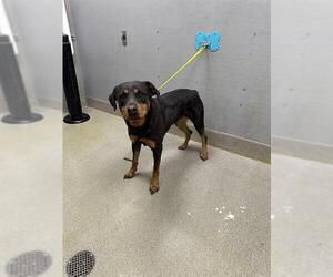 Rottweiler-Unknown Mix Dogs for adoption in Las Vegas, NV, USA