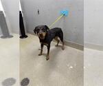 Small Rottweiler Mix