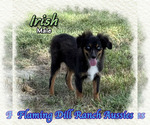 Image preview for Ad Listing. Nickname: Irish