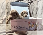 Small Photo #3 Weimaraner Puppy For Sale in WAVERLY, NY, USA