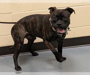 American Pit Bull Terrier Dogs for adoption in Denver, CO, USA
