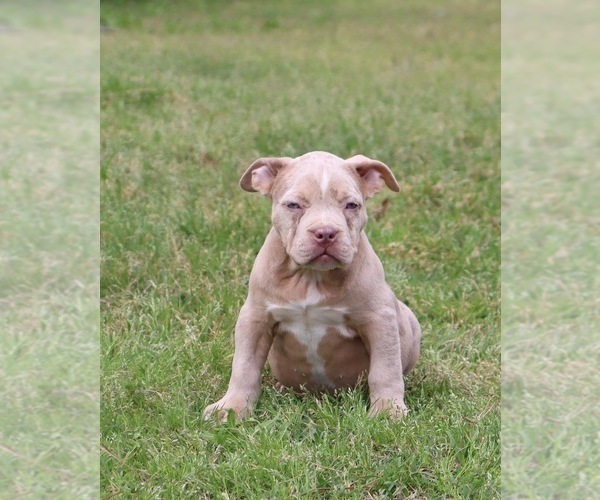 Medium Photo #2 American Bully Puppy For Sale in ORANGEBURG, SC, USA
