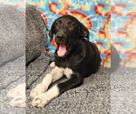Small #1 Great Pyrenees Mix