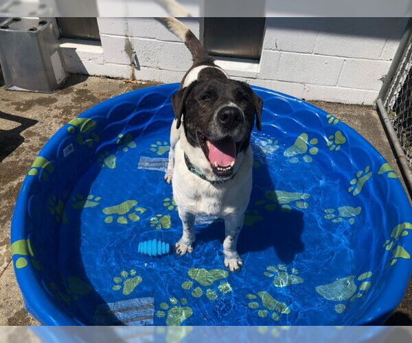 Medium Photo #10 Labrador Retriever-Unknown Mix Puppy For Sale in Rockaway, NJ, USA