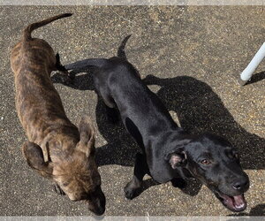 ZCL-D-Brindle - Female Plott Hound-Unknown Mix Dog for Adoption - Photo #2