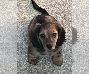 Dachshund Puppy for Sale in PERRYSBURG, Ohio USA