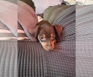 Miniature Pinscher Puppy for sale in LOMA LINDA, CA, USA