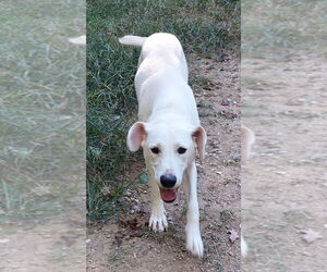 Labrador Retriever-Unknown Mix Dogs for adoption in Boston, MA, USA