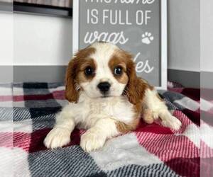 Cavalier King Charles Spaniel Dog for Adoption in FRANKLIN, Indiana USA