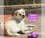 Small #9 American Bulldog-Labrador Retriever Mix