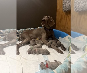 Mother of the Weimaraner puppies born on 12/03/2025