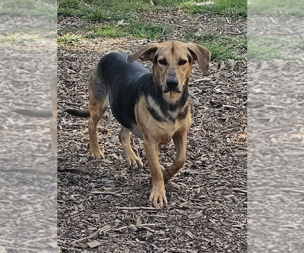 Medium Photo #3 Beagle-Unknown Mix Puppy For Sale in Bloomingdale, NJ, USA